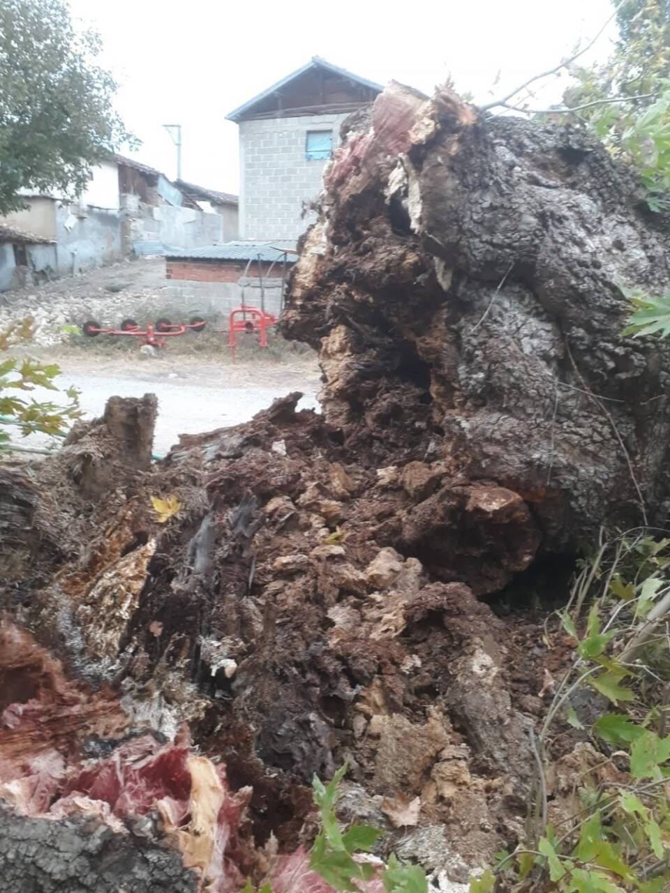 Dört asırlık çınar fırtınaya yenildi