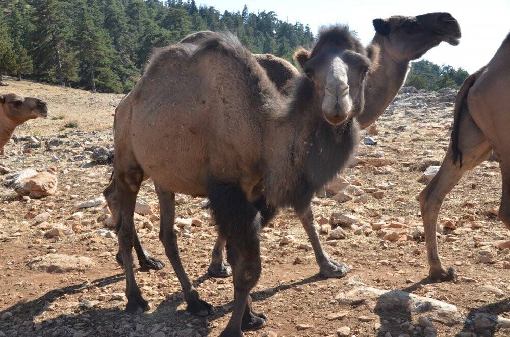 Sarıkeçili Yörüklerinin bin yıllık göçerlik geleneği
