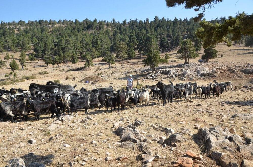 Sarıkeçili Yörüklerinin bin yıllık göçerlik geleneği