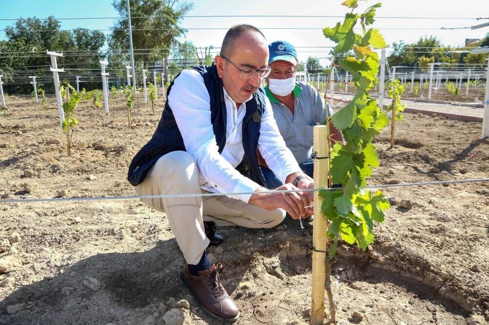 Meram bağları yeniden hayat buluyor