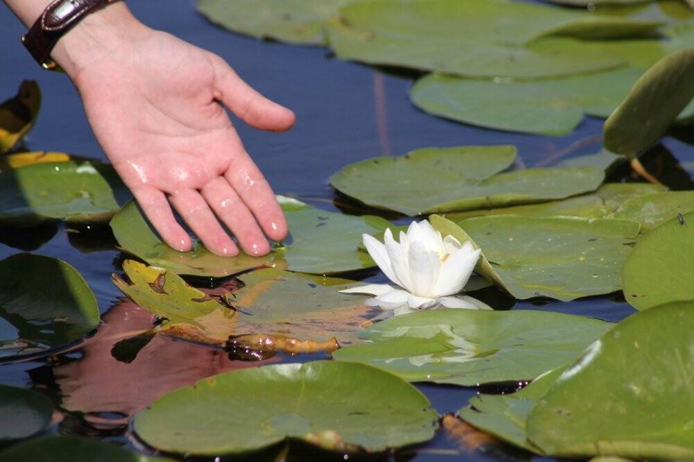 Beyşehir Gölü Milli Parkı’ndaki nilüfer bahçesine yoğun ilgi