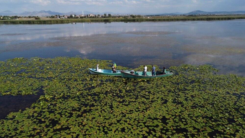 Beyşehir Gölü Milli Parkı’ndaki nilüfer bahçesine yoğun ilgi