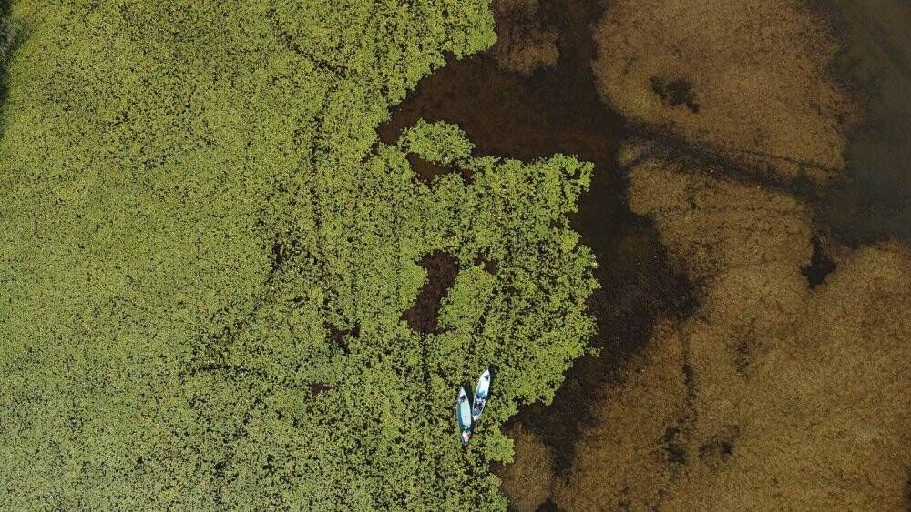 Beyşehir Gölü Milli Parkı’ndaki nilüfer bahçesine yoğun ilgi