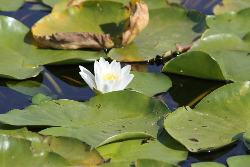 Beyşehir Gölü Milli Parkı’ndaki nilüfer bahçesine yoğun ilgi