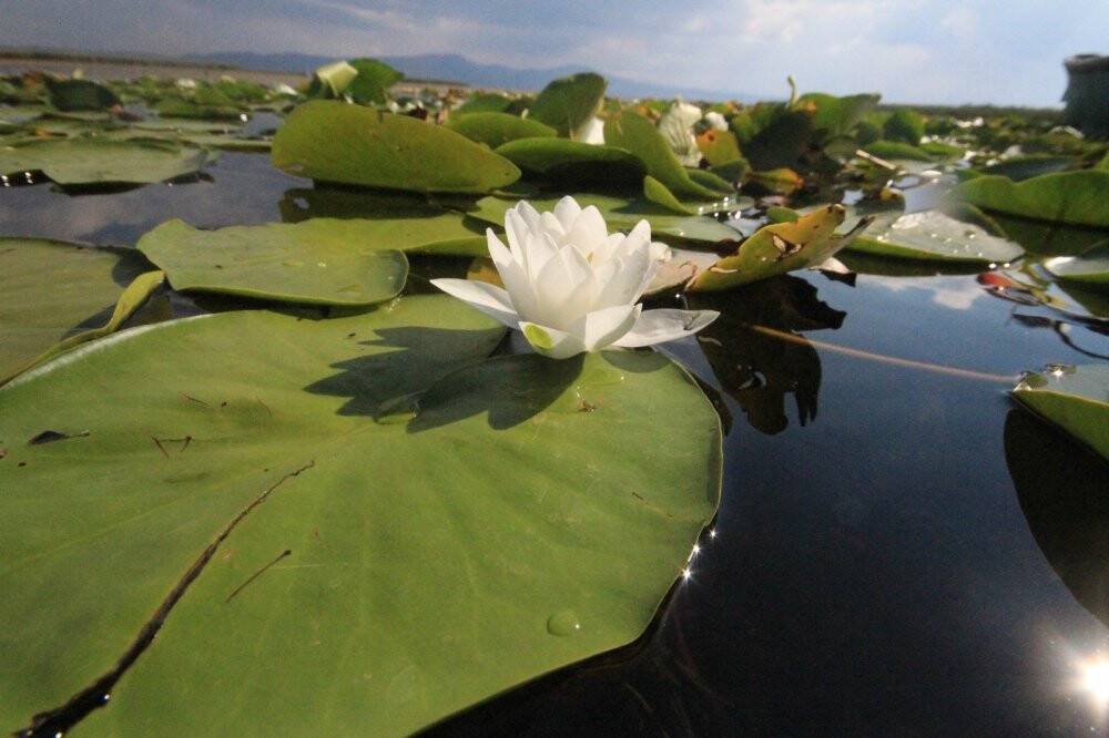 Beyşehir Gölü Milli Parkı’ndaki nilüfer bahçesine yoğun ilgi
