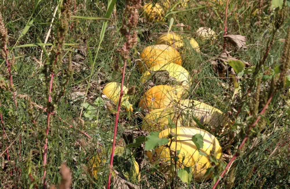 Konya'da genç çiftçiler deneme amaçlı çekirdeklik kabak yetiştirdi