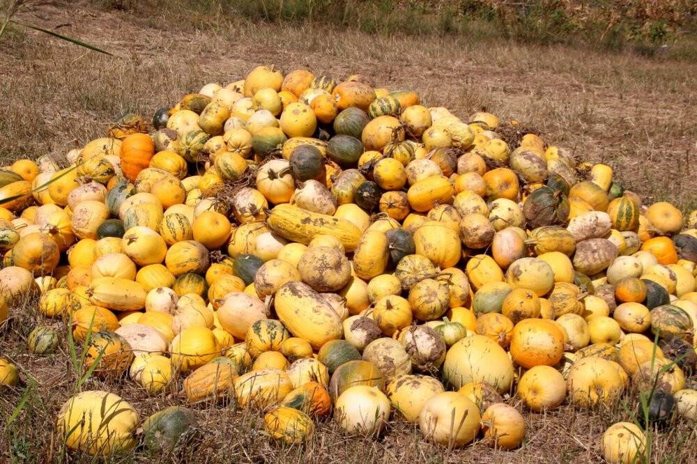 Konya'da genç çiftçiler deneme amaçlı çekirdeklik kabak yetiştirdi