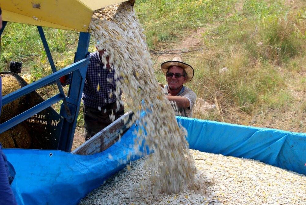 Konya'da genç çiftçiler deneme amaçlı çekirdeklik kabak yetiştirdi