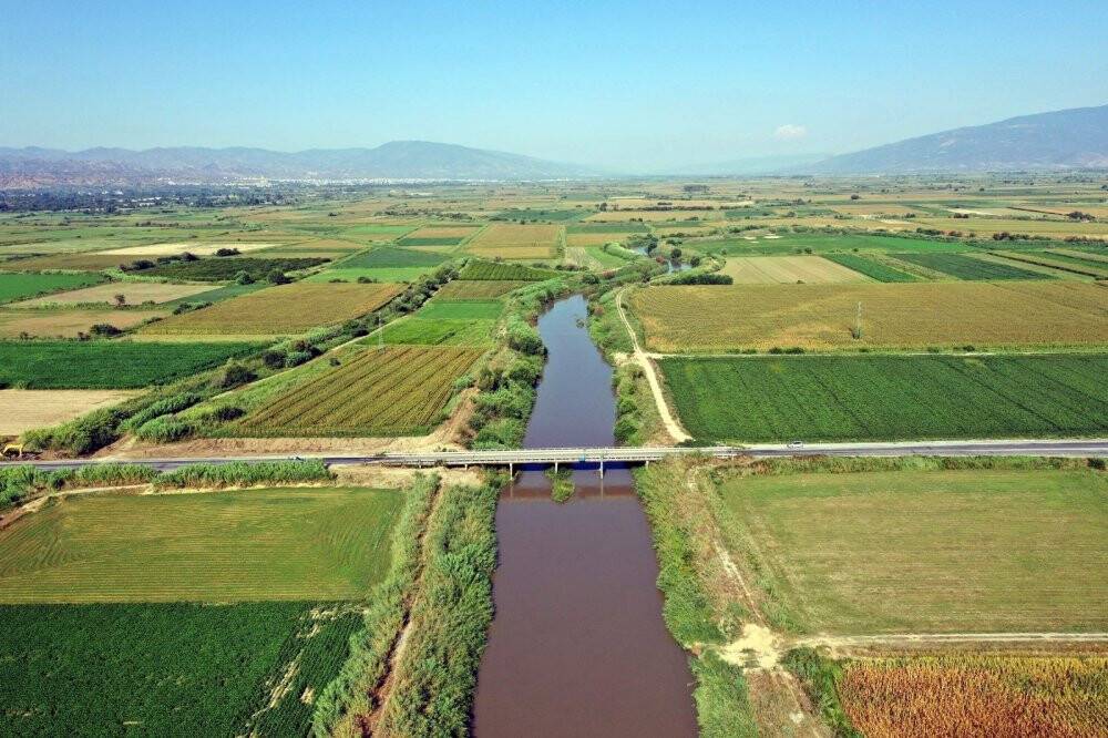 Kuruyan Büyük Menderes koyunlara otlak oldu