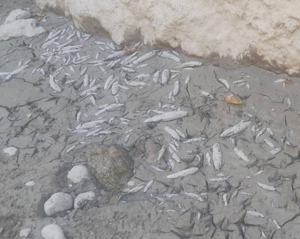 Kuruyan Büyük Menderes koyunlara otlak oldu