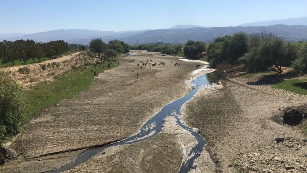Kuruyan Büyük Menderes koyunlara otlak oldu