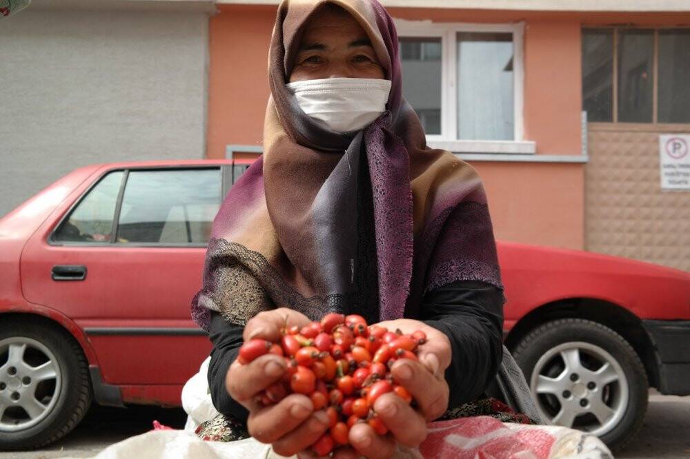 Kıpkırmızı kuşburnu şifa arayanlar için toplandı