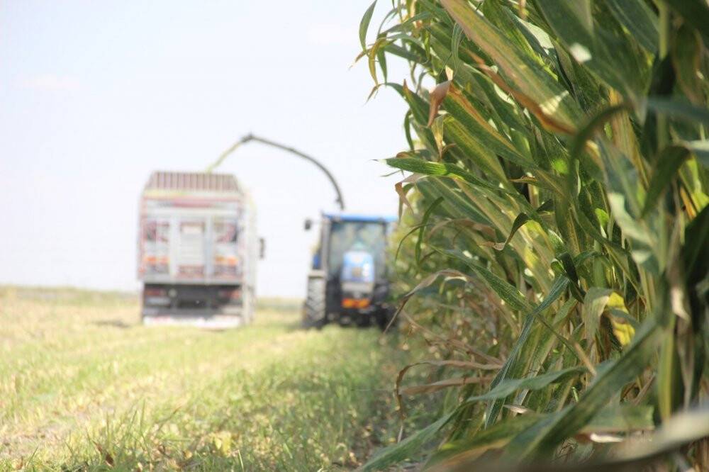 Konya Ovası’nda silajlık mısır hasadı başladı