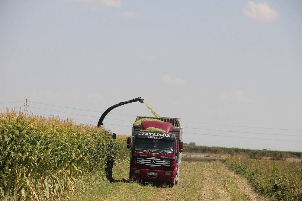 Konya Ovası’nda silajlık mısır hasadı başladı