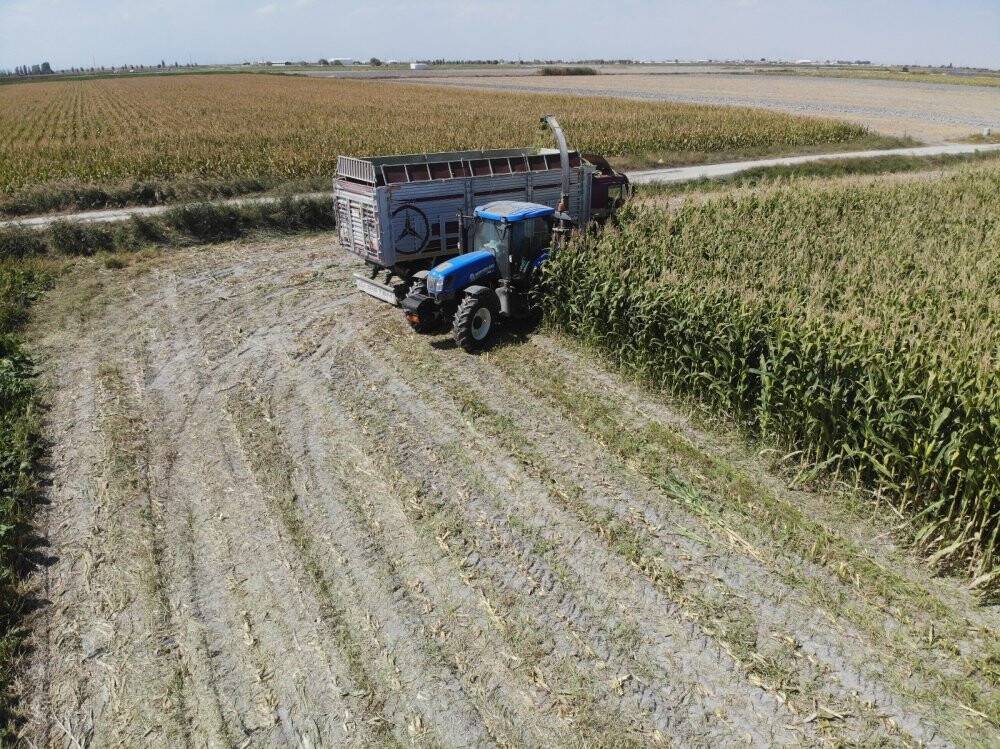 Konya Ovası’nda silajlık mısır hasadı başladı