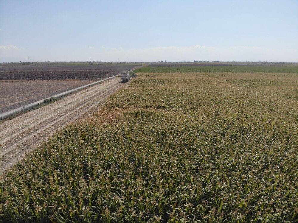 Konya Ovası’nda silajlık mısır hasadı başladı