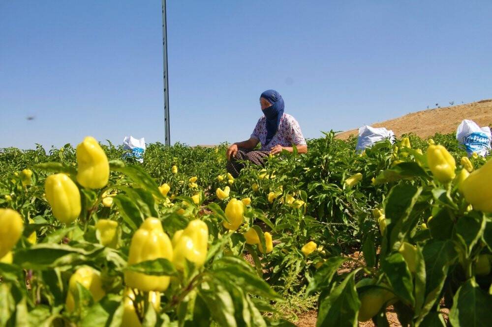 Marketlerdeki fahiş fiyata kızdı, tarlasını vatandaşlara açtı