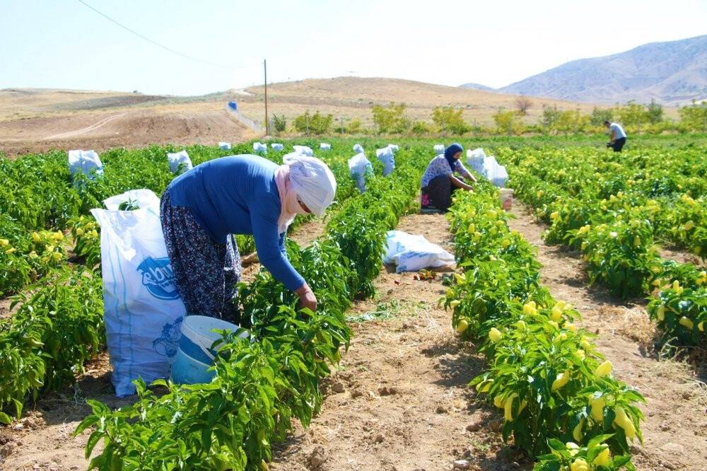 Marketlerdeki fahiş fiyata kızdı, tarlasını vatandaşlara açtı