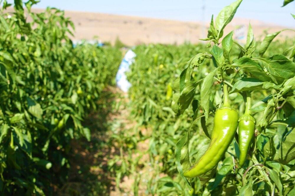 Marketlerdeki fahiş fiyata kızdı, tarlasını vatandaşlara açtı