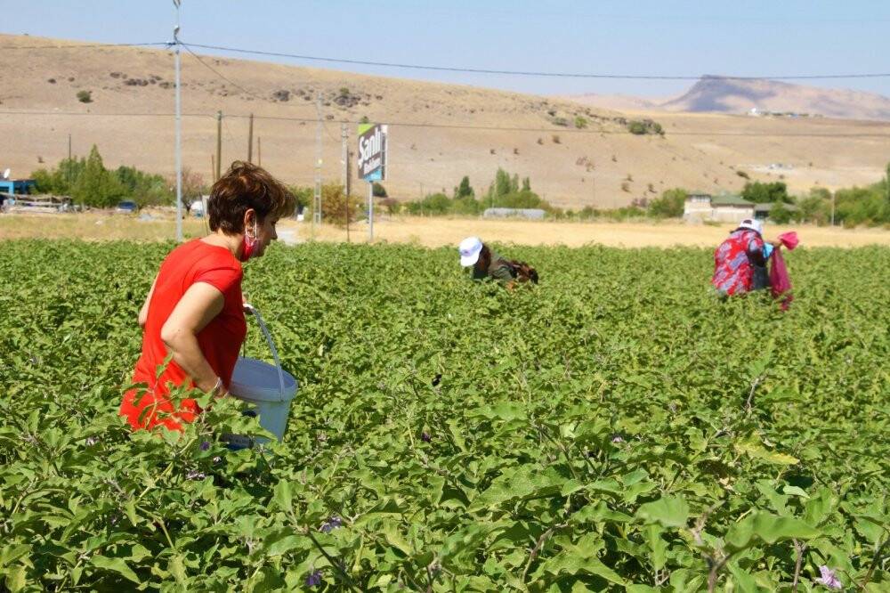 Marketlerdeki fahiş fiyata kızdı, tarlasını vatandaşlara açtı