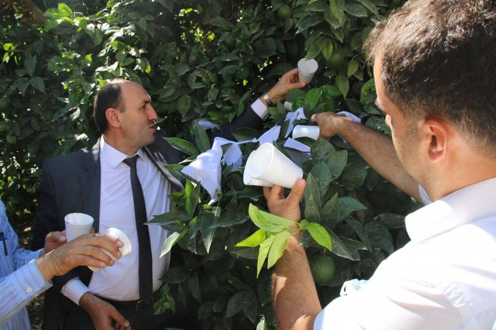Turunçgil zararlıları avcı böceklerle yok edilecek