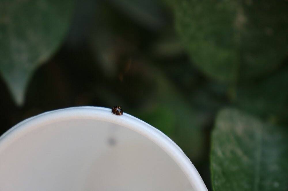 Turunçgil zararlıları avcı böceklerle yok edilecek