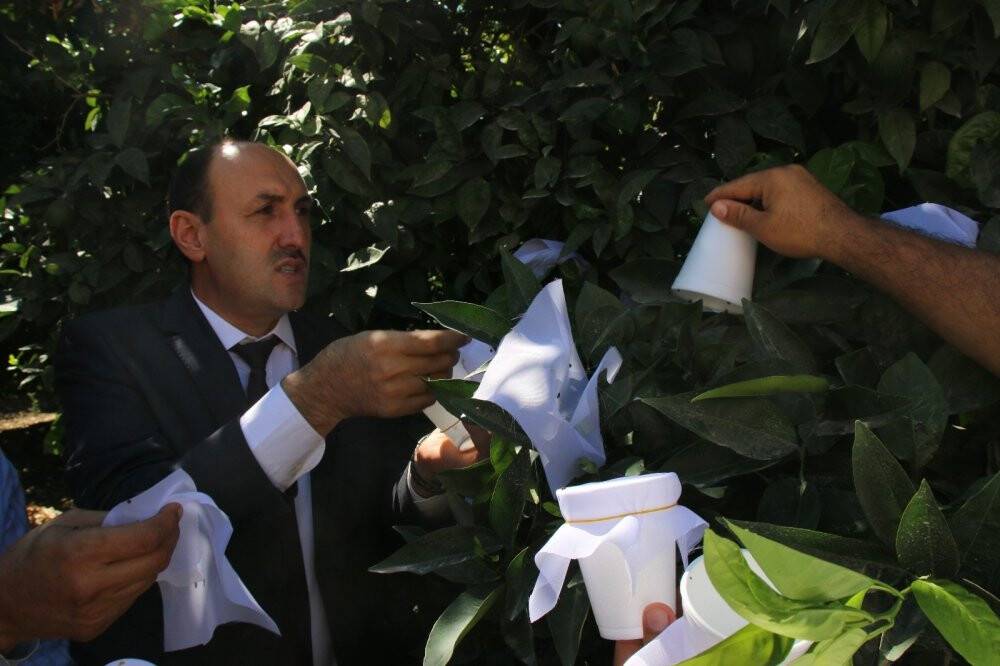 Turunçgil zararlıları avcı böceklerle yok edilecek