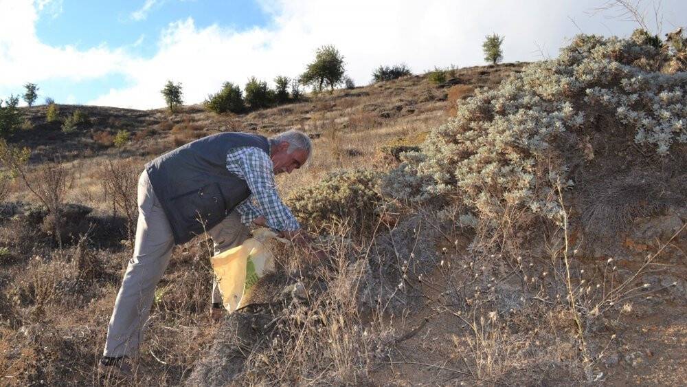 Dağlardan toplanan kekik şifa oluyor
