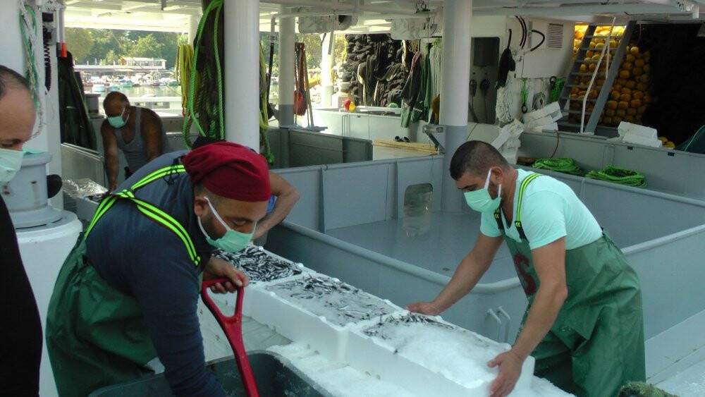 Günde 100 ton hamsi Anadolu’ya sevk ediliyor