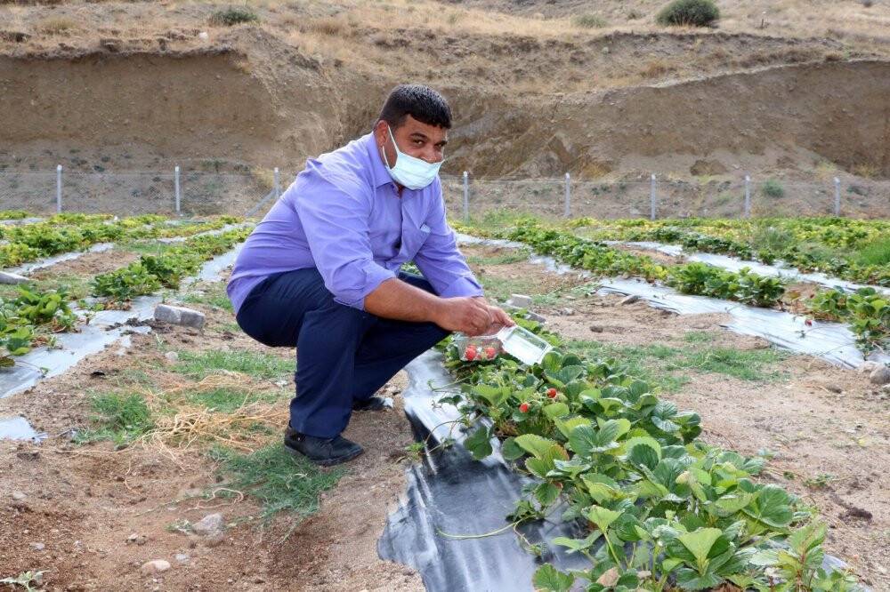 İhtiyaç sahibi ailelere çilekli destek