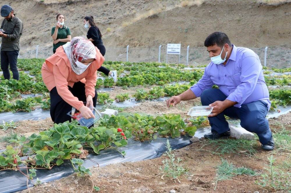 İhtiyaç sahibi ailelere çilekli destek