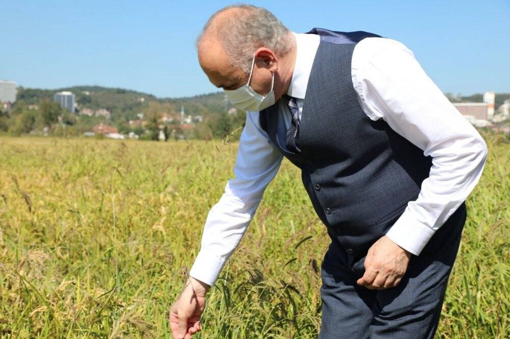 Sarayların vazgeçilmez pirincinin hasadı başlıyor