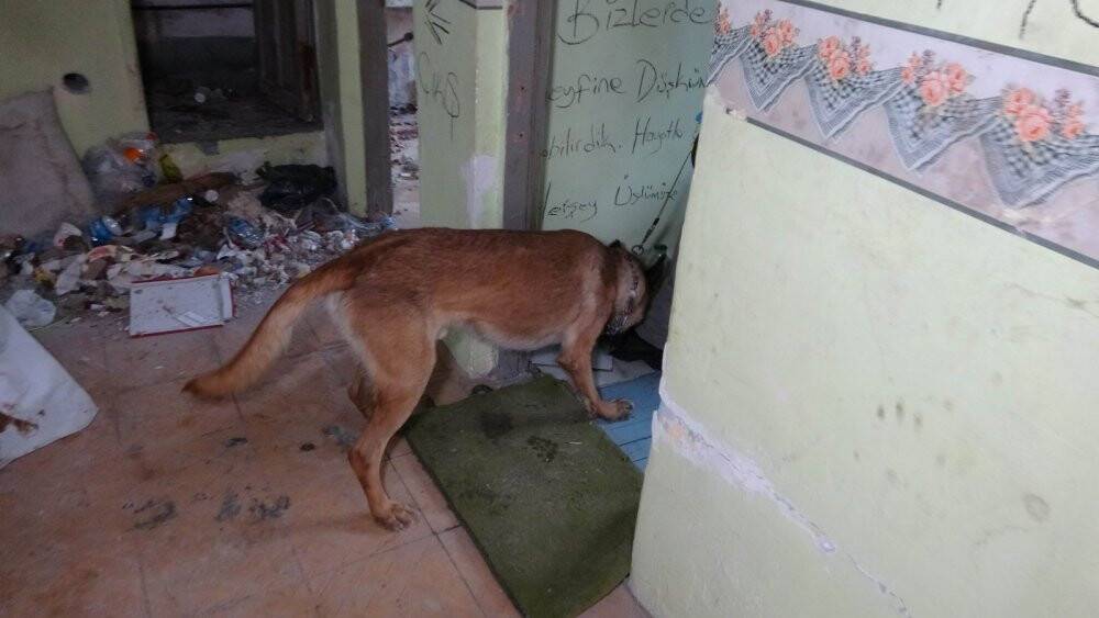 Narkotik köpeği metruk binadaki uyuşturucuyu böyle buldu