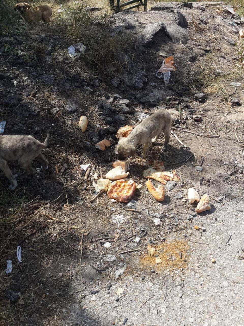 30’a yakın yavru köpeği yol kenarına bırakıp kaçtılar