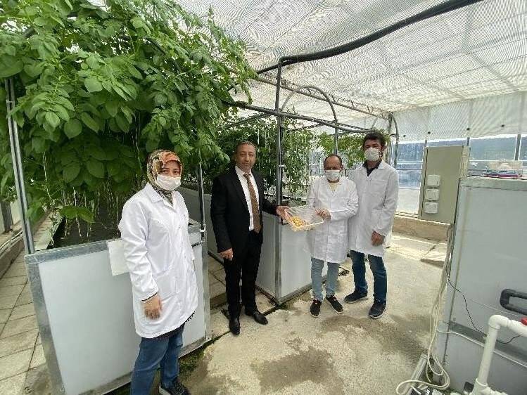 Havada, suda ve karada patates yetişiyor