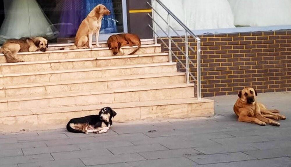 Kedi ve köpeklere mikroçip