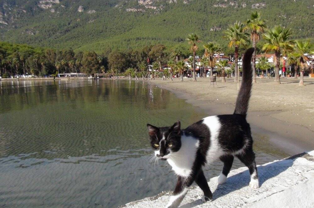 Kedi ve köpeklere mikroçip