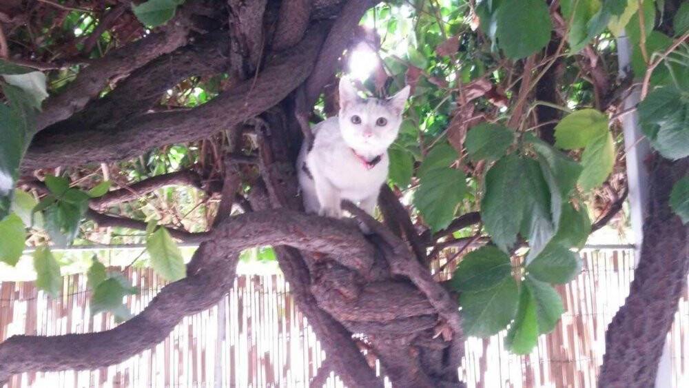 Köpeğin kovaladığı kediyi ağaçtan indirip sahibine teslim etti