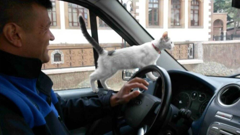 Köpeğin kovaladığı kediyi ağaçtan indirip sahibine teslim etti