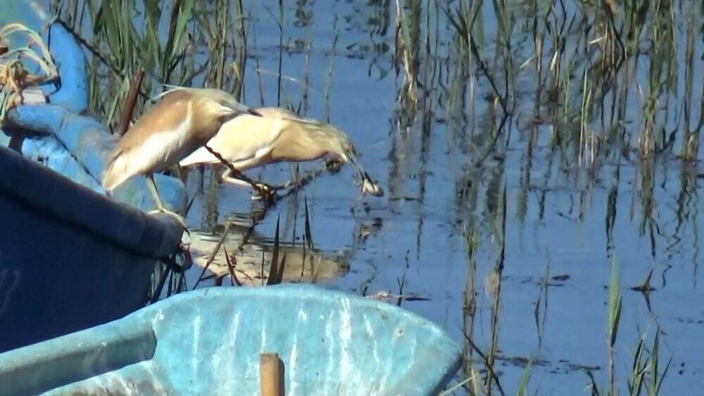 Suları sığlaşan Beyşehir Gölü kıyıları belgesel filmlerini aratmıyor