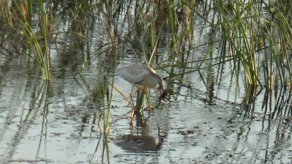 Suları sığlaşan Beyşehir Gölü kıyıları belgesel filmlerini aratmıyor