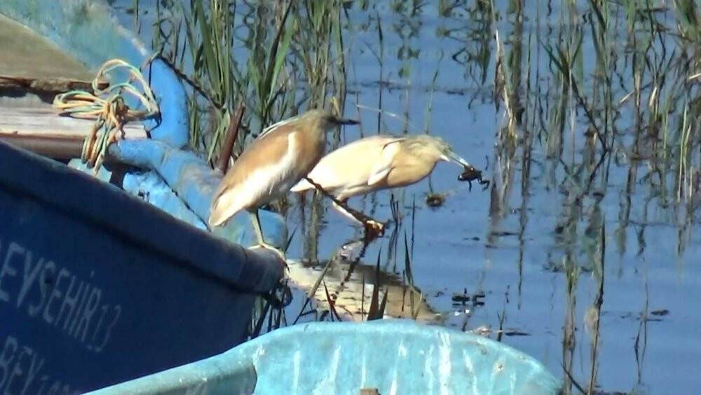 Suları sığlaşan Beyşehir Gölü kıyıları belgesel filmlerini aratmıyor