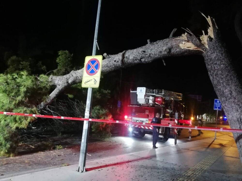 Çam ağacı devrildi, tramvay seferleri durdu