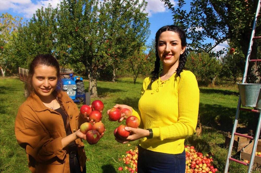 2 bin yıldır yetiştirilen Amasya misket elmasının hasadı başladı