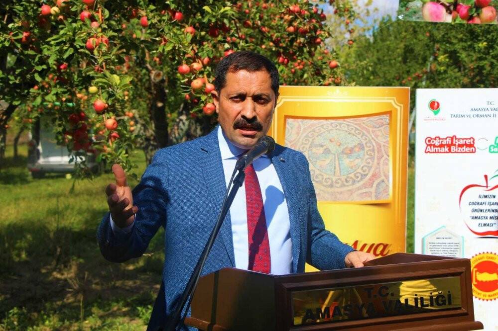 2 bin yıldır yetiştirilen Amasya misket elmasının hasadı başladı