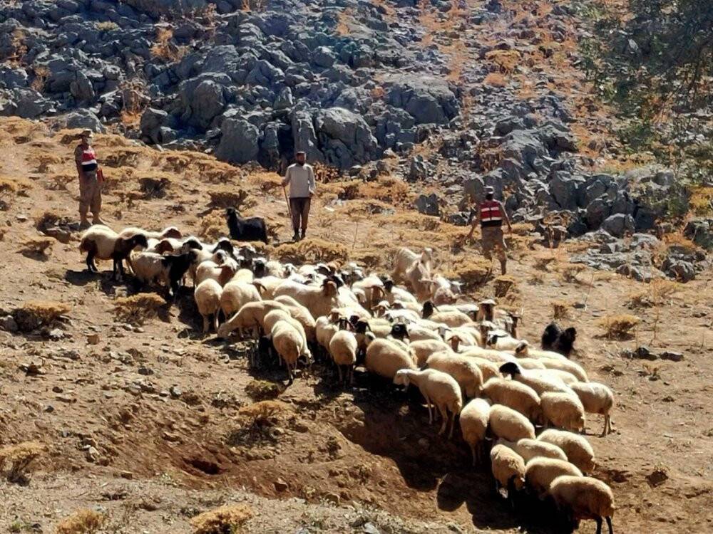 Kayıp sürü drone ile bulundu