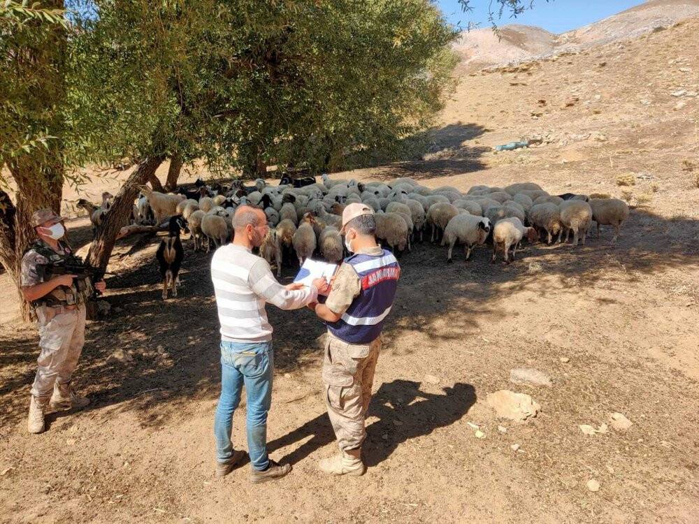 Kayıp sürü drone ile bulundu
