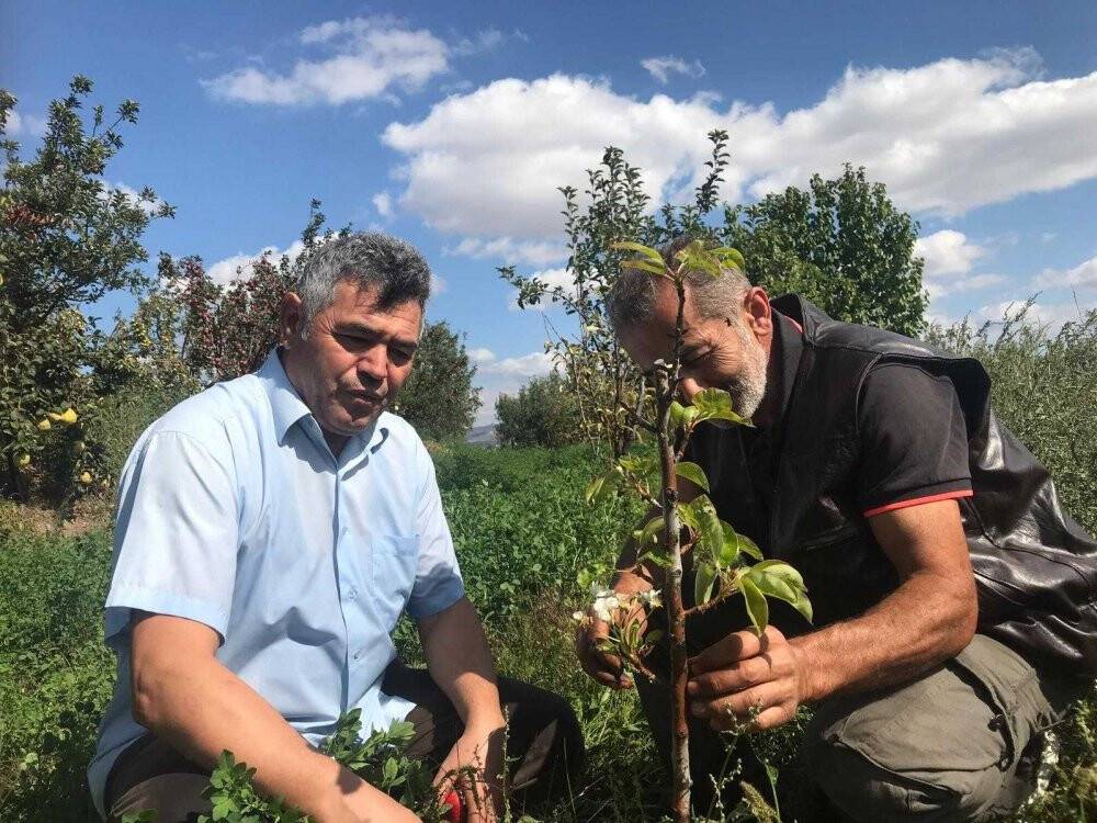 Armut ağacı sonbaharda çiçek açtı