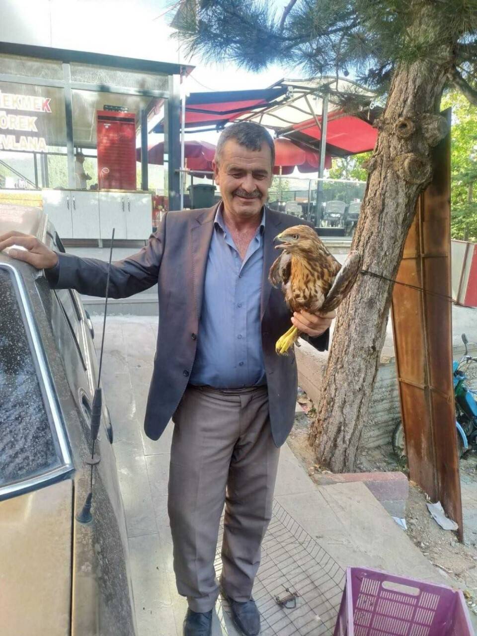 Yaralı Kızıl şahin koruma altına alındı