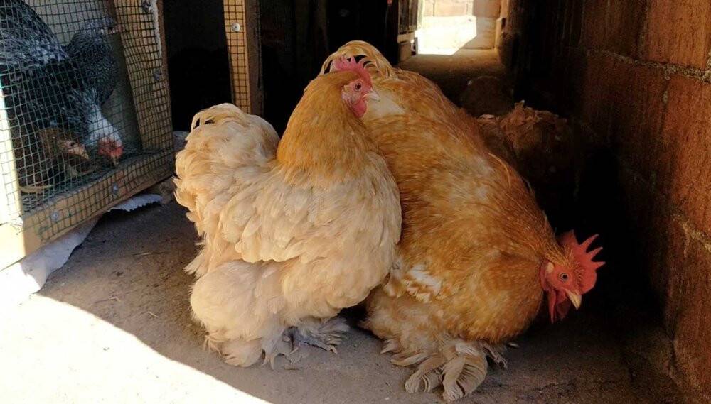 Üniversiteli, hobisini ticarete dönüştürdü taleplere yetişemiyor